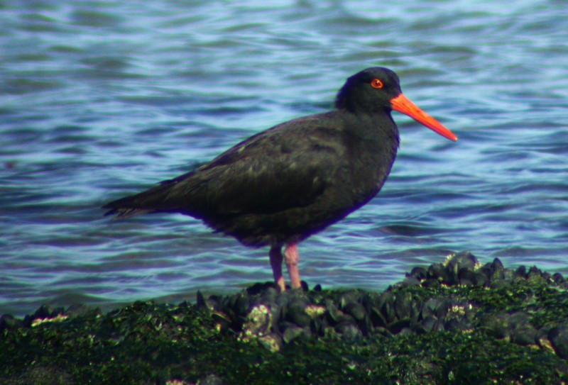 A Redbill, <i>Haematopus fuliginosus</i>